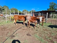 Vaca, Nguni cattle — foto 5
