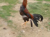 Chickens — Foto 6