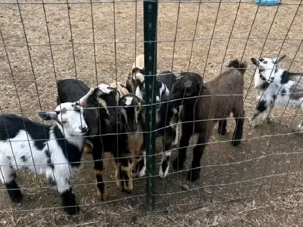 Goats (batch, sex not specified), Nigerian dwarf goats