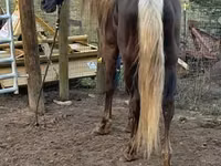 Stute, Rocky Mountain Horse — Foto 7