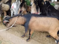 Billy Goat, Goats — photo 3