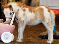 Yegua, Miniature horse — foto 2
