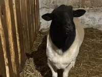 Schaf, Dorper sheep — Foto 3