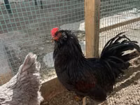 Chickens — फ़ोटो 2