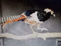 Chickens — الصورة 2