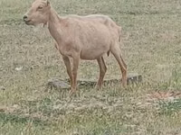 Ziegenbock, Alpine goat — Foto 1