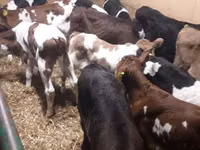 公牛, Simmental cattle — 照片 2