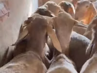 Ram, Sheep — photo 3