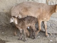 Oveja, Arashan sheep — foto 2