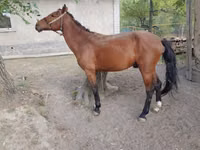 Hengst, Karachay horse — Foto 1