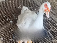 Ducks — foto 1