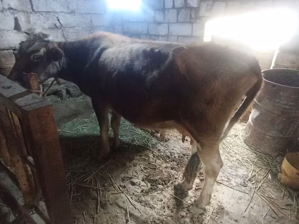 بقرة, الماشية