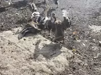 Индийский бегун — фото 6