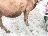 Vaca, Ganado vacuno — foto 1