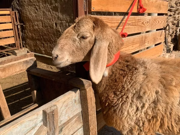 Schaf, Arashan sheep