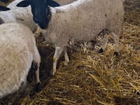 मेढ़ा, Dorper sheep — फ़ोटो 1