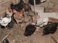 Chickens — 照片 7