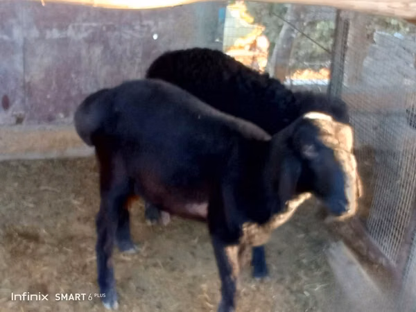 Ram, Sheep