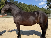 Horse (M), Horses — photo 1