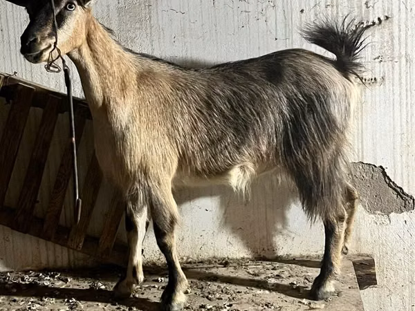 عنزة, Alpine goat