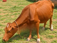 गाय, ऐरशायर — फ़ोटो 1