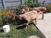 Schaf, Arashan sheep — Foto 3