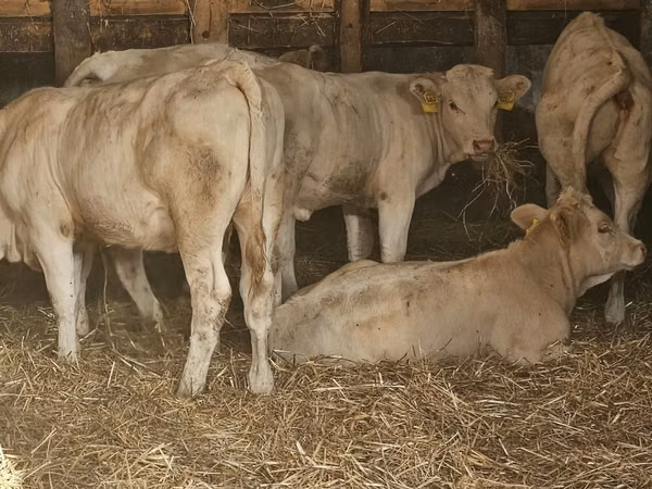 गाय, Charolais cattle