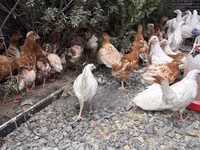 Leghorn — Foto 2