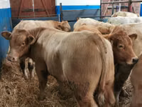 Rinder (Partie, Geschlecht nicht angegeben), Charolais cattle — Foto 3