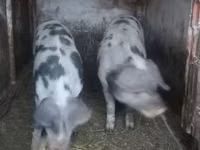 Schweine (Partie, Geschlecht nicht angegeben), Schweine — Foto 1
