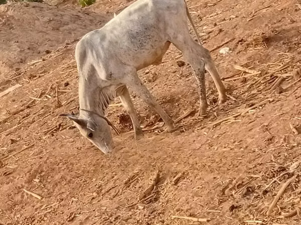 Cow, Cattle