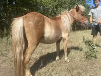 Horse (M), Indian half-bred — photo 6