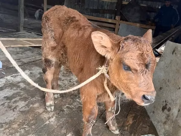 Bull, Cattle