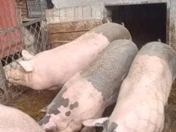 Schweine (Partie, Geschlecht nicht angegeben), Schweine