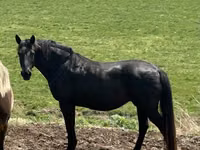 Mare, Black Sea breed — photo 6