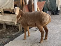 Widder, Arashan sheep — Foto 1