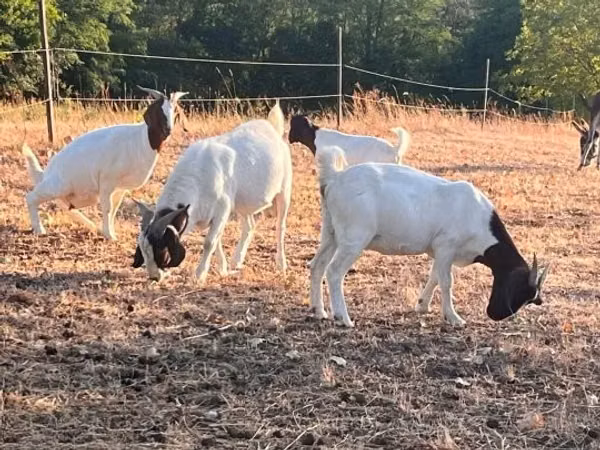 Ziege, Boer goat