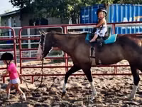 Stute, American paint horse — Foto 8