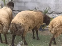 मेढ़ा, भेड़ — फ़ोटो 3
