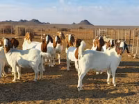 Goats (batch, sex not specified), Boer goat — photo 4