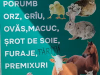 Nutrețuri și cereale,porumb uscat.ne aflăm la Edineț.posibel livrare. — फ़ोटो 1