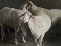 Ram, Assaf sheep — photo 1