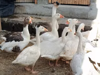 Geese — الصورة 5