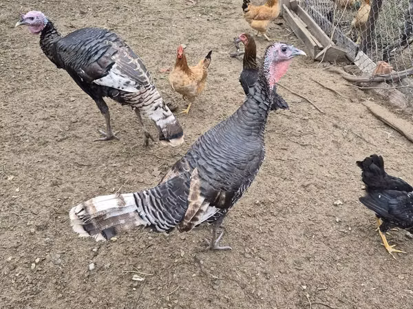 Turkeys