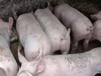 Sow, Pigs — photo 1