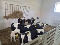 सांड, Russian Black pied cattle — फ़ोटो 3