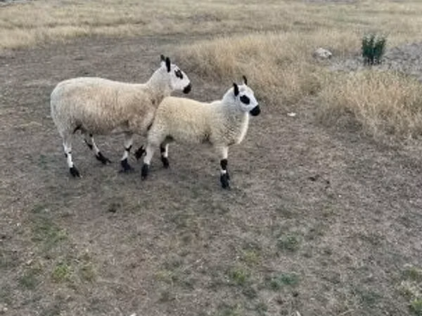 Schaf, Cerry Hill sheep
