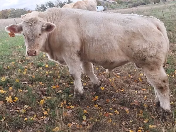 Toro, Charolais cattle