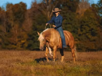 Hengst, Quarter Horse — Foto 2