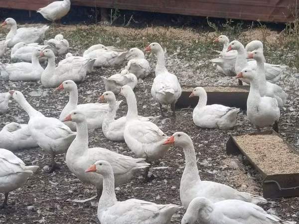 Chickens